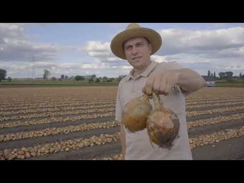 Uprawa cebuli na Kujawach