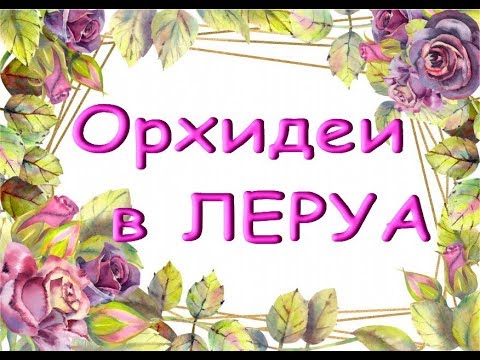 ЛЕРУА:завоз прекрасных ОРХИДЕЙ,есть "Фронтеры","Брайт Мая"!
