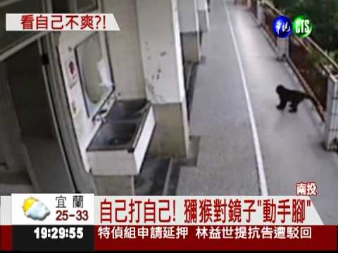 不識"鏡中猴"! 獼猴跟自己打架