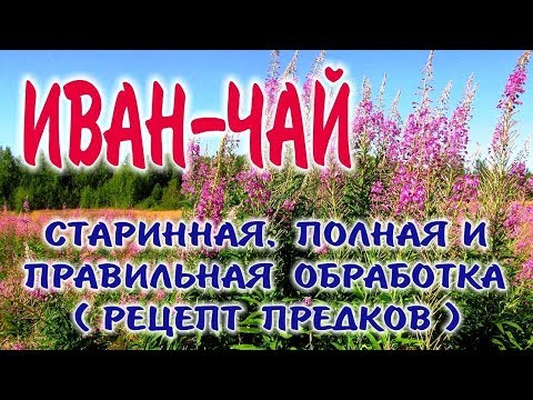 közös kezelés ivan tea
