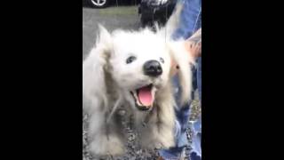 Ricky Syers takes Rusty for a walk