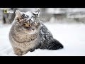 National Geographic  - The Wonderful World of Cats - New Documentary HD 2018