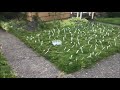 Forking Yards Prank Wars 2018