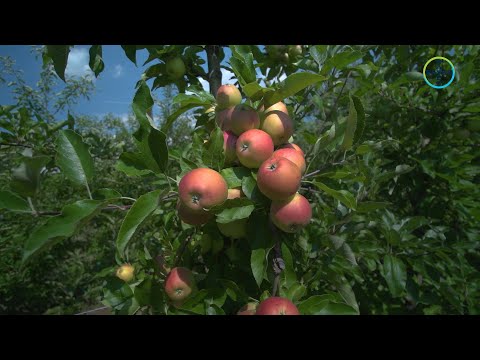 BAYER AGRO ARENA POMICULTURĂ 2020