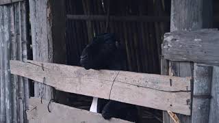 Download lagu Gamelan in Borobudur, Java, Indonesia mp3 Download lagu Gamelan in Borobudur, Java, Indonesia mp3