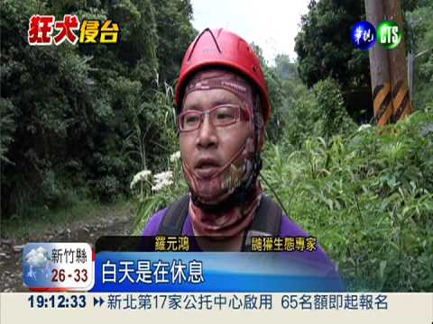 鼬獾怕人躲岩洞 白天出沒恐染病