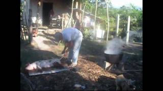 preview picture of video 'Destazando un ''chancho'' en Sabá, Colón-Honduras.'