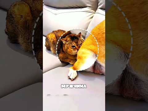 Мужчина искупал собаку в кошачьей мяте… и всё пошло не по плану