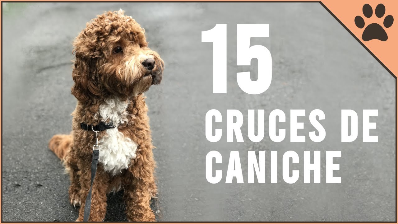 15 Cruces De Caniche | Perros Mundo