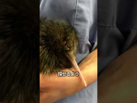 進化が仇になった動物たち