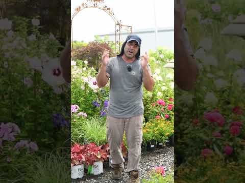 Deer Resistant Shade Plants for Your Shady Woodland Garden!!