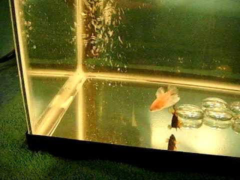 Betta fish breeding tank halfmoon bettas