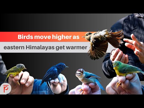 Video with quote