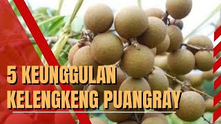 Download lagu 5 KEUNGGULAN KELENGKENG PUANGRAY !!! Cepat Berbuah dan Produkfititas Paling Tinggi I RAWA TANI mp3 Download lagu 5 KEUNGGULAN KELENGKENG PUANGRAY !!! Cepat Berbuah dan Produkfititas Paling Tinggi I RAWA TANI mp3
