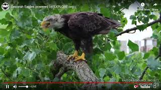 Decorah Eagles Cam   watch live footage of Bald Eagles   Explore org   Google Chrome 7 26 2019 6 53