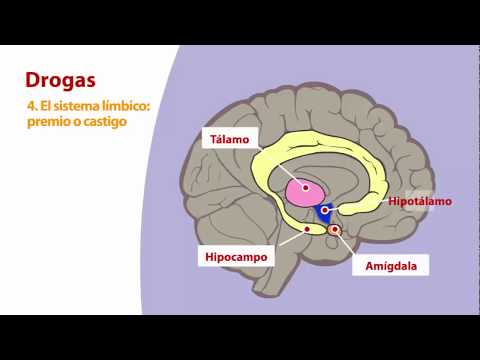4 - El sistema límbico: Premio o castigo.