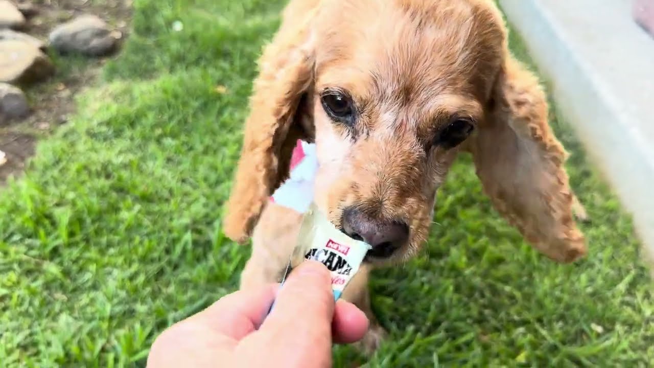 Lady, a Adoptable Cocker Spaniel in South San Francisco, CA video 6/6
