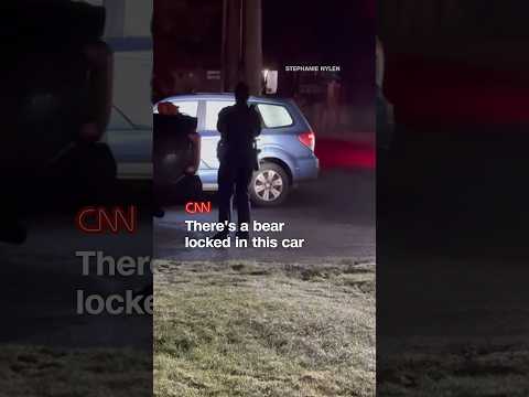 Bear locks itself in a car and destroys interior