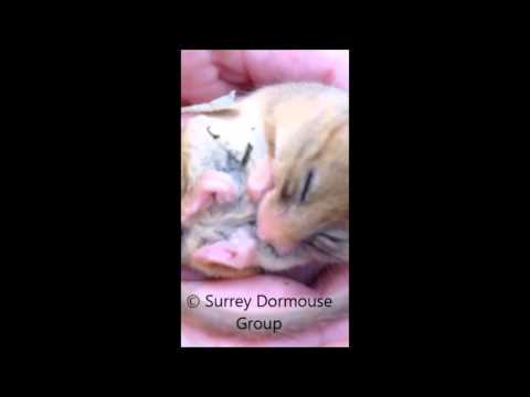Genuine Snoring Dormouse