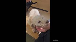 Video preview image #1 Poodle (Toy) Puppy For Sale in Seattle, WA, USA