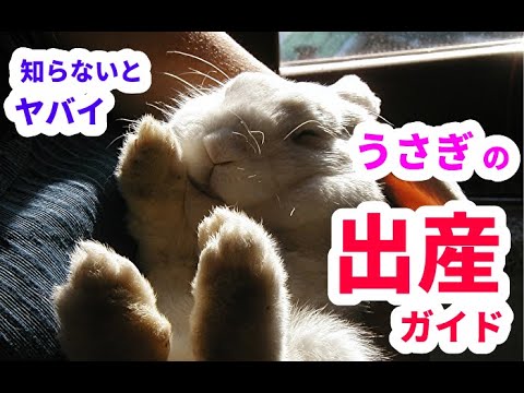 , title : 'うさぎの出産ガイド 〜ペットの安全な出産と繁殖〜'