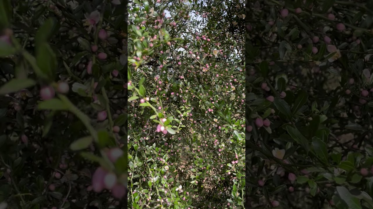 A walk through our Finger Lime Plantation