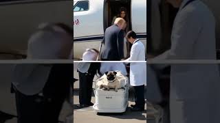 “Trump &amp; Melania Fly Injured Pug on Private Jet for Emergency Treatment”