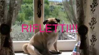 Mondocarlino campagna abbandono