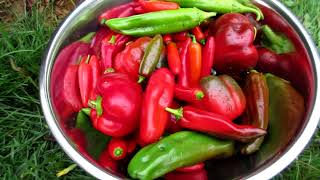 Garden Tour September 2024: Beans and carrots, Peppers, Eggplants, Pole Beans, Cucumbers (Zone 4b)