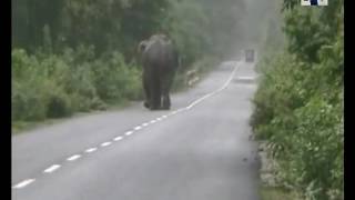 ELEPHANT AND FOOLISH ACTIVITY OF TOURIST