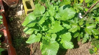SIEMBRA Y COSECHA  DE MOSTAZA, NABO DE HOJA, YUYO, BRASSICA RAPA .