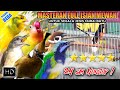 1 MASTERAN MURAI BATU FULL ISIAN TEMBAKAN MEWAH ️