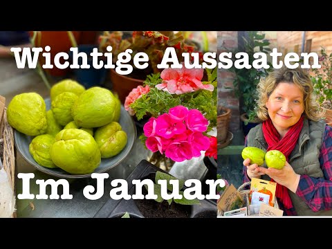 #74  🌶️ Wichtige Aussaaten im Januar 🧅🍆🌶️ Jetzt loslegen im Garten