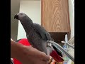 Beautiful baby and adult parrots for Sale