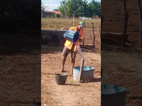 Como Alimentamos Nosso Gado no Sítio Bela Vista (Apodi-RN).