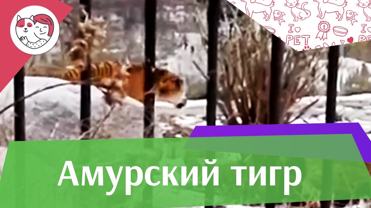 Амурский тигр Внешний вид на ilikepet