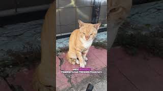 Download lagu BRO MAU JADI PRESIDEN - Raja Terakhir Geoguessr #geoguessr #georainbolt #rainbolt #rainbot mp3