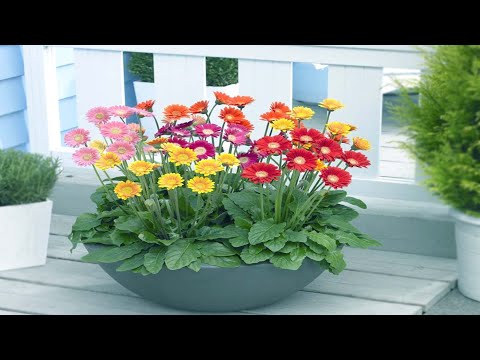 image-How much does a daisy plant cost?
