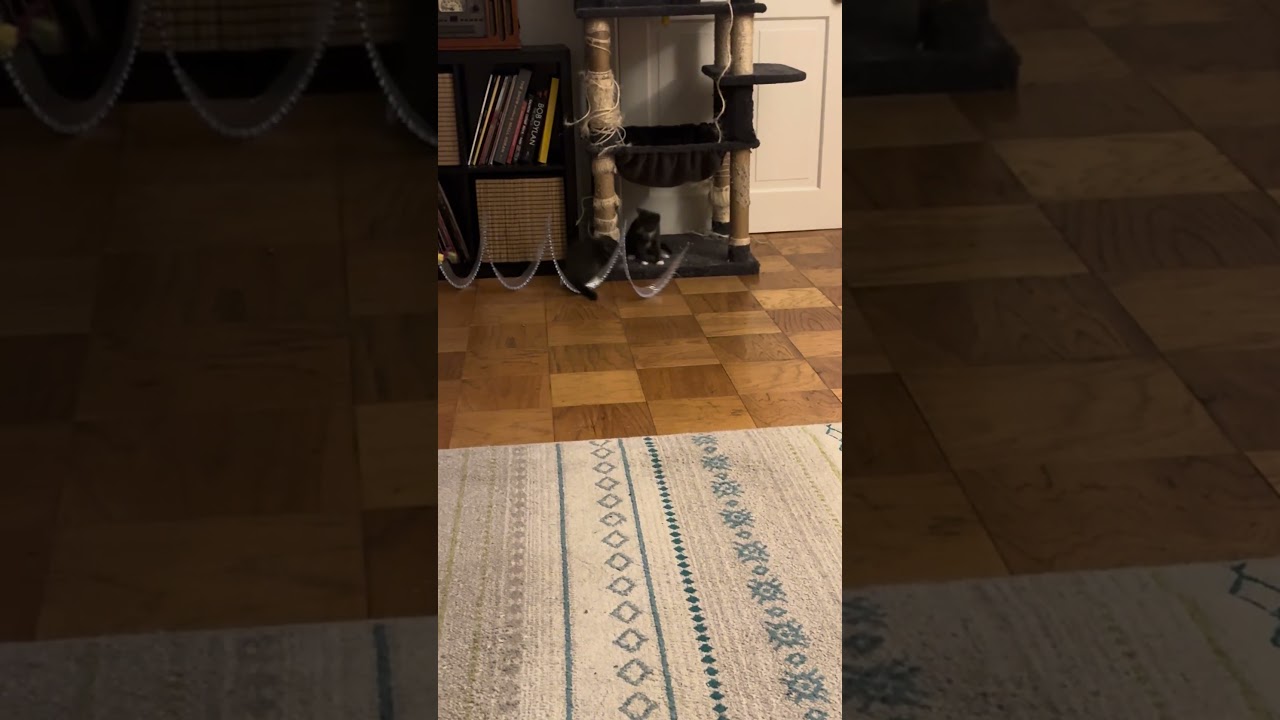 Maximum Purple Blue, an adopted mixed breed in Hyattsville, MD video 5/5