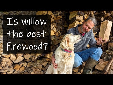 Willow is probably the best firewood in the world...!