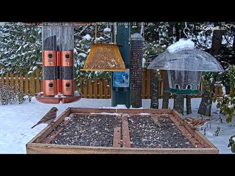 Purple Finches Paint Ontario Feeders With Raspberry Red And Earthy Brown – Nov. 14, 2019