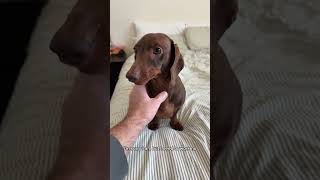 Does anyone else have this conversation every day? 😅😅😅  #dachshund #doggielife #doglove #dogdad
