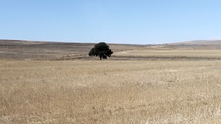 Yeni Hisse , pusula fonu çöküş