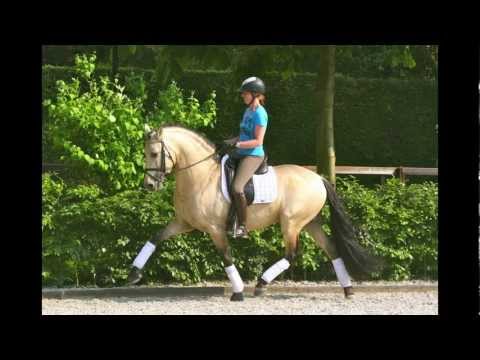Andalusian Pre Buckskin Dressage Stallion, Andalusier