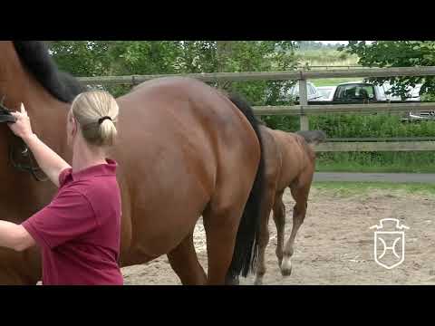 HEI009 Hengstfohlen von Adagio de Talma - Lavaletto - Ramiro