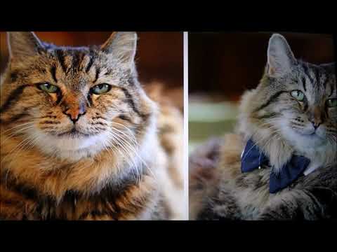 HOW OLD WAS THE OLDEST CAT IN THE WORLD?