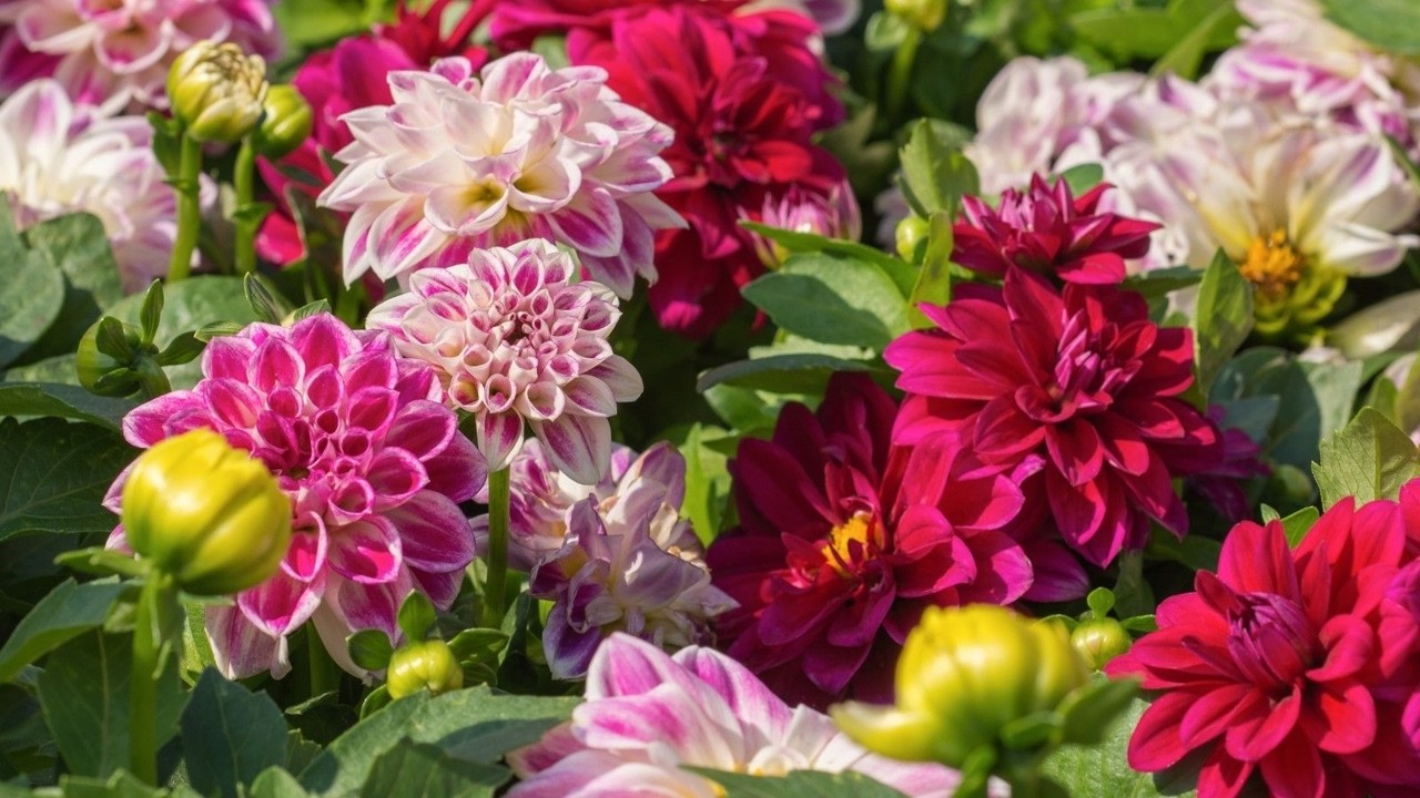 Dahlia Tubers: Where to Buy and How to Grow Show-Stopping Blooms