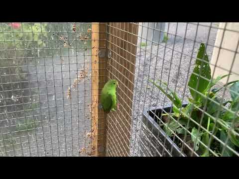 Baby Parrotlet ♥️🥰🍀