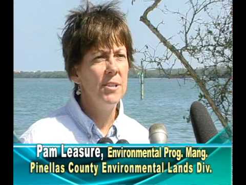 EarthDay Seagrass signs at Ft. DeSoto