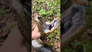 Download lagu I caught a giant anaconda! #snake#anaconda#youtube#viral#wildlife#educational#crocodile mp3